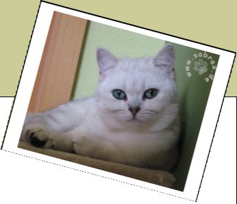 Bild : Gismo